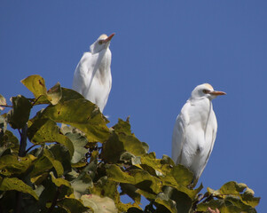 two heron birds sitting on the top of a tree branch 