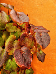 Red leaves against an orange wall