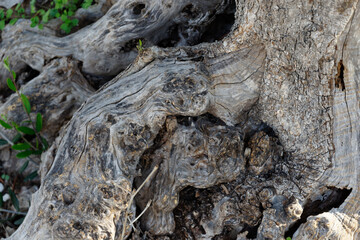 Wurzel eines Olivenbaums