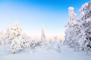 Majestic winter forect in Finland