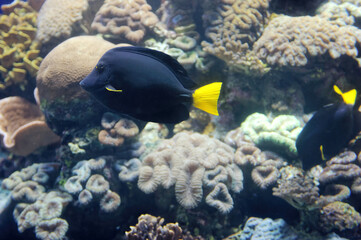 Obraz na płótnie Canvas Yellowtail Surgeonfish and coral