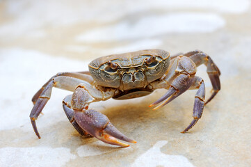 Fototapeta na wymiar Freshwater land crab