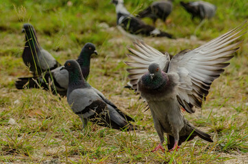 pigeons in the grass