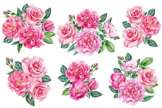 Peonies, roses flowers, botanical illustration isolated white background. Watercolor elements
