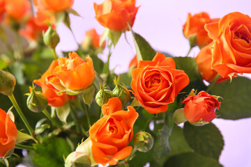 Bouquet of beautiful orange roses on purple background, closeup