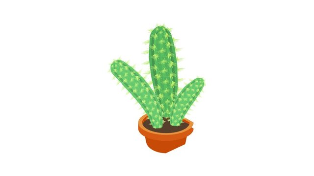 Desert cactus icon animation best cartoon object on white background