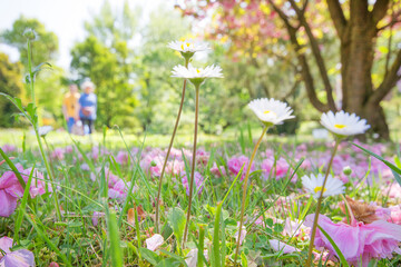 Blurred, Green summer nature background with flowers and people walking in the park. Spring floral landscape with green grass and daisies.