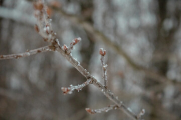 snow covered branches