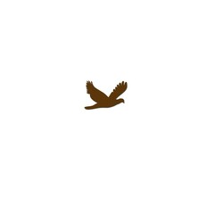 Fototapeta na wymiar flying brown bird ilustrations in photoshop