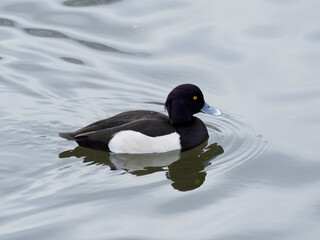 キンクロハジロの雄