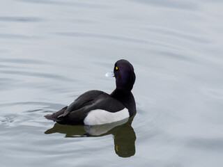 キンクロハジロの雄