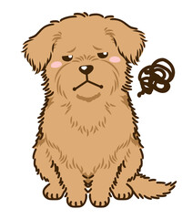 不満があるノーフォークテリア