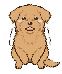 おびえるノーフォークテリア