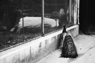 Difficult love. Free colorful peacock courting white one sitting in aviary. Black and white.