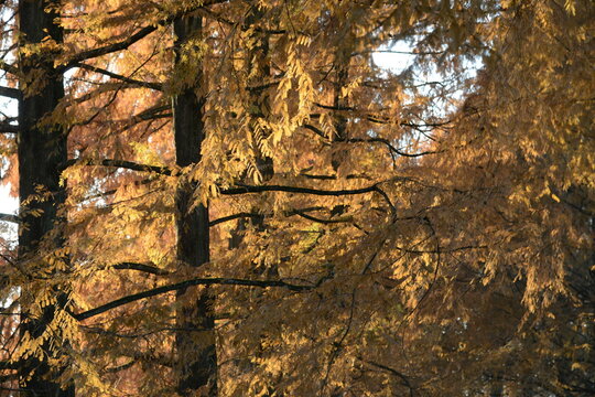 Metasequoia im Herbst