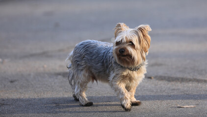 small homeless shaggy dog in the park