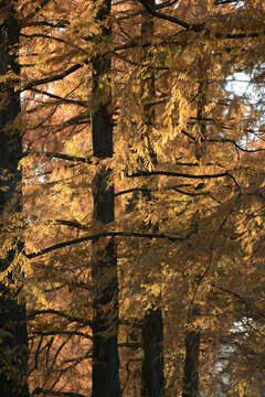 Metasequoia im Herbst