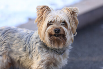 Yorkshire terrier, thoroughbred dog for a walk