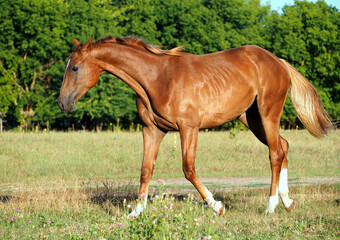 Young chestnut mare walks through the meadow