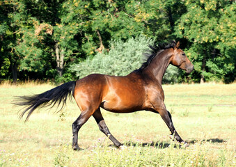 Fototapeta premium The bay horse of the sporting breed is actively galloping in the meadow