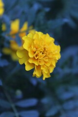 yellow flower on blue background