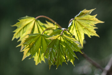 Close up of fresh spring maple leaves