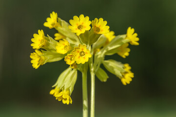 Close up of yellow cowslip flowers in sunlight