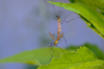Close up of yellow crane flies mating