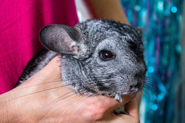 Woman holding a cute chinchilla in her hands, close-up