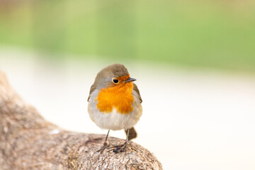 Robin or pomegranate Nightingale is a species of bird classified in the family flycatcher. Erithacus rubecula