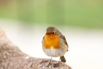 Robin or pomegranate Nightingale is a species of bird classified in the family flycatcher. Erithacus rubecula