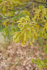 Quercus robur tree 
