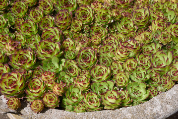 Sempervivum tectorum red and green leaves

