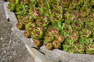 Sempervivum tectorum red and green leaves