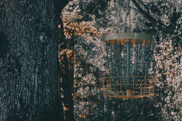 Disc golf basket hanging from oak in the fall.