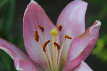 pink lily closeup