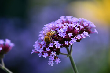close up of lavender