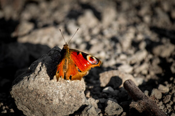 butterfly on the rock