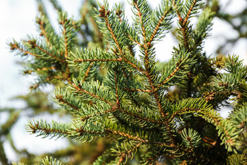 Beautiful fir tree branches on sunny winter day