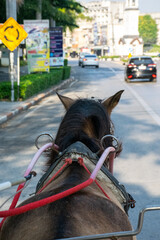 riding horse on the road in the city
