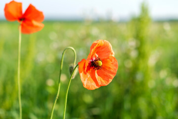 Wild poppy flowers blooming in the field at sunny spring day.