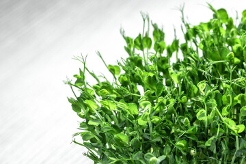 Peas micro greens sprouts close up. Pea green young tendril plants shoots microgreens. Food background. Long banner format