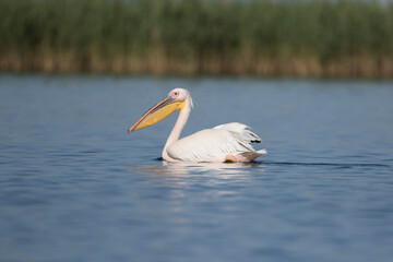 Rosapelikan (Pelecanus onocrotalus)