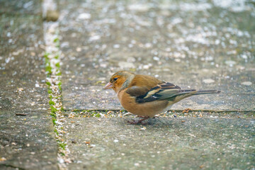 a male chaffinch (Fringilla coelebs) dining on bird feed scattered on garden patio slabs