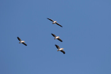 Rosapelikan (Pelecanus onocrotalus)