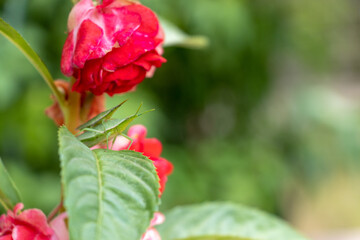 交尾中の二匹のオンブバッタ