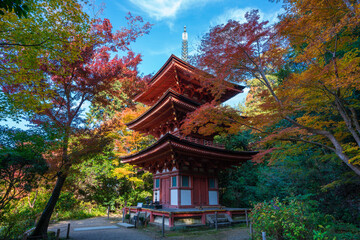 Fototapeta premium 京都 浄瑠璃寺（じょうるりじ）の三重塔と紅葉