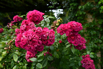 Fototapeta premium pink flowers