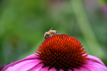 bee on a flower
