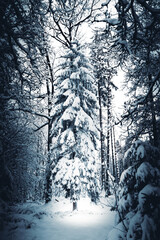 winter forest with frozen woods and snow flakes on the ground 